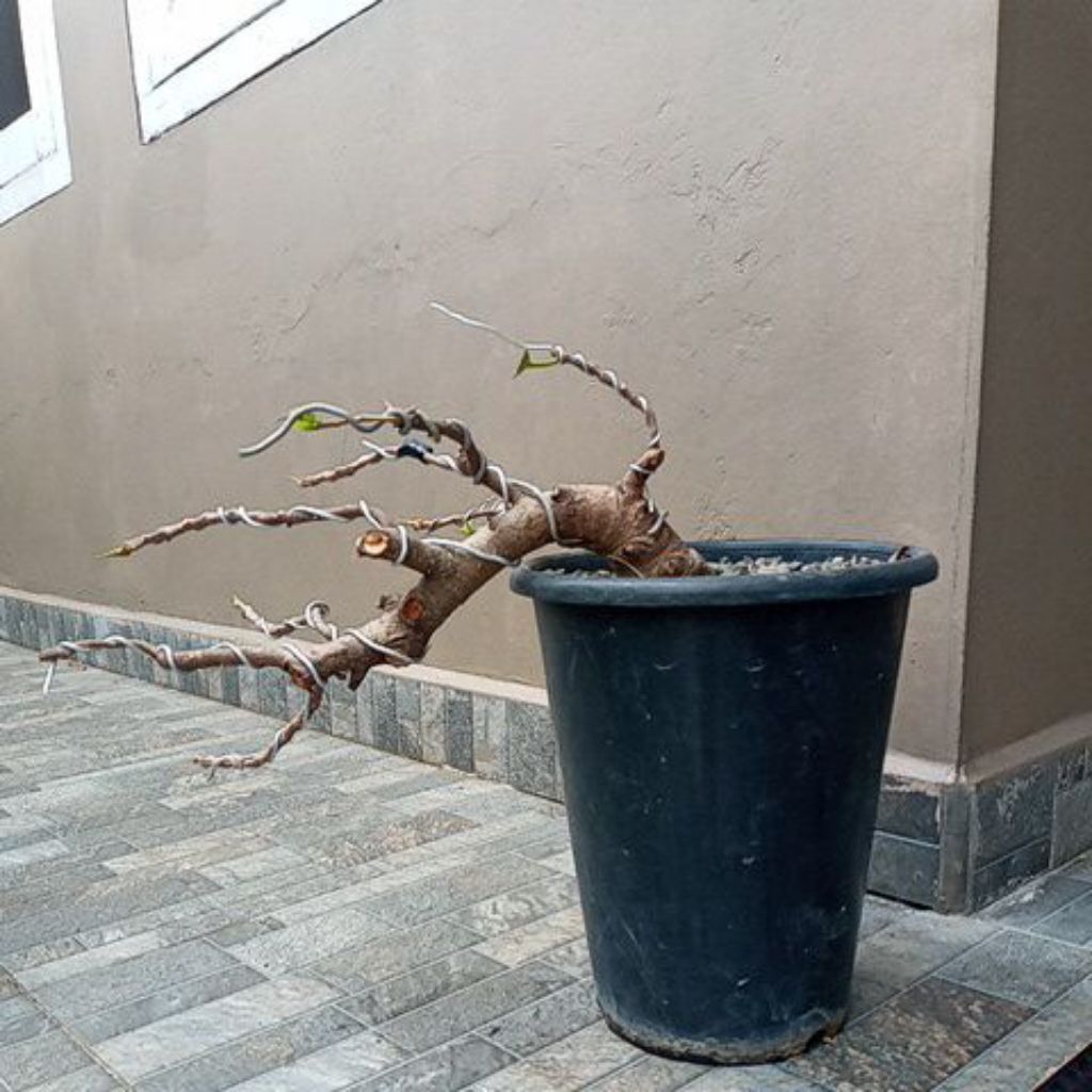 Bonsai Ficus Dolar Original