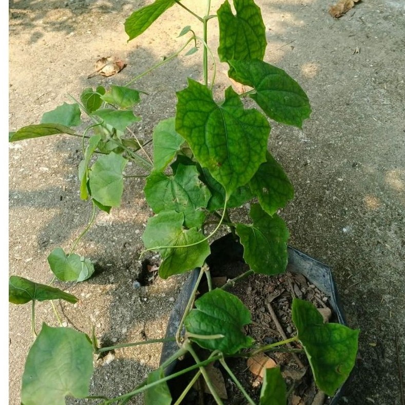 THUNBERGIA GRANDIFLORA (bunga putih) / TANAMAN HIAS HIDUP