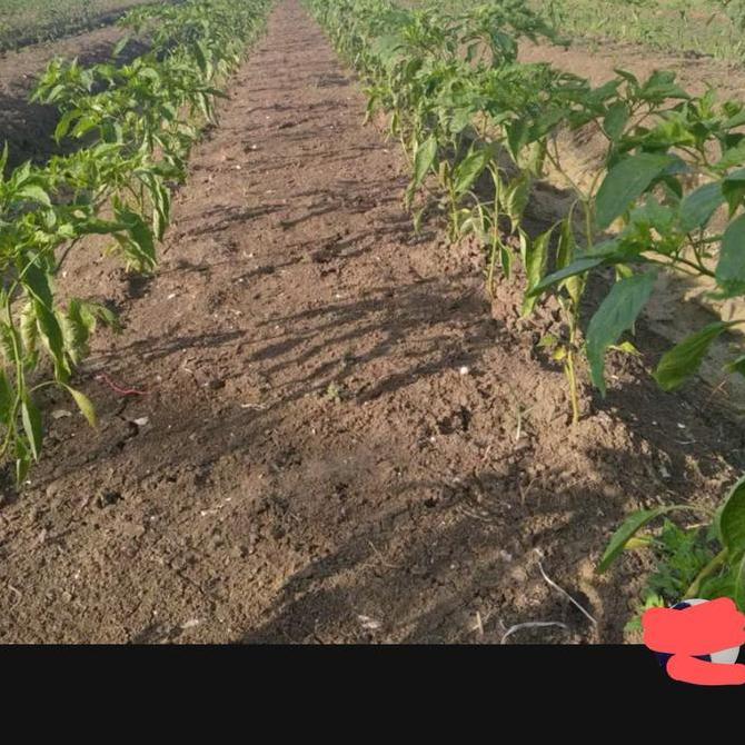 Harvest- Hormon Cppu Buah Dan Tanaman Ukuran 1000Ml