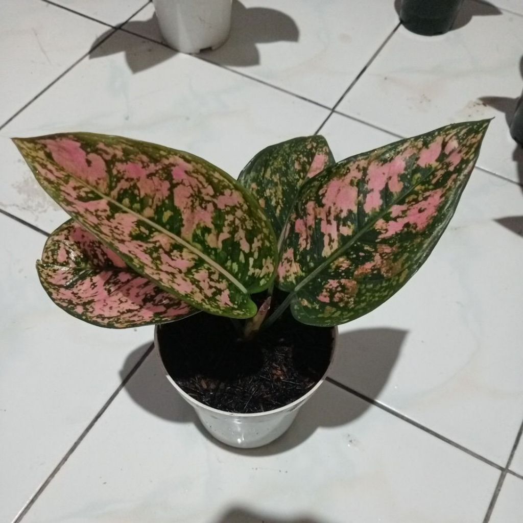 aglonema ruby fanta