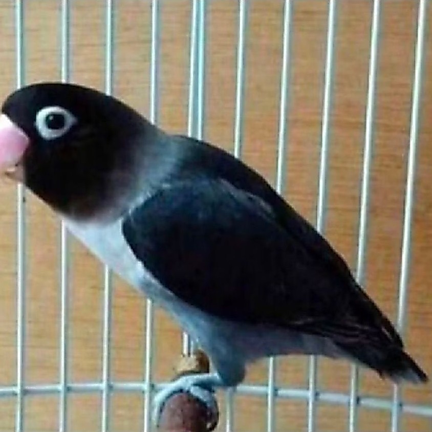 LOVEBIRD BATMAN