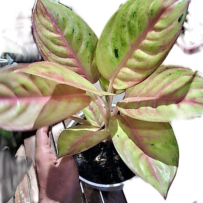 READY benih bunga aglonema Rengganis