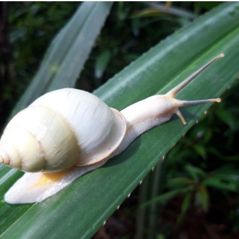 Bekicot albino buat mainan