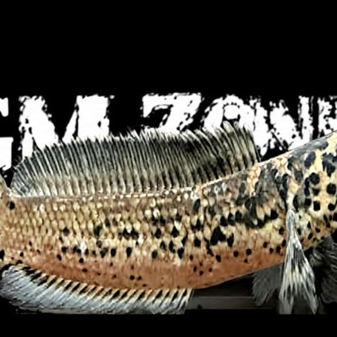 Hiasan Aquarium Limbata Granit