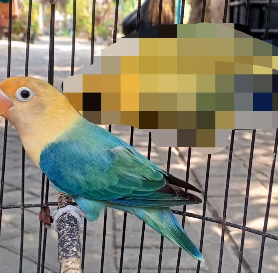 burung lovebird biola PB dewasa
