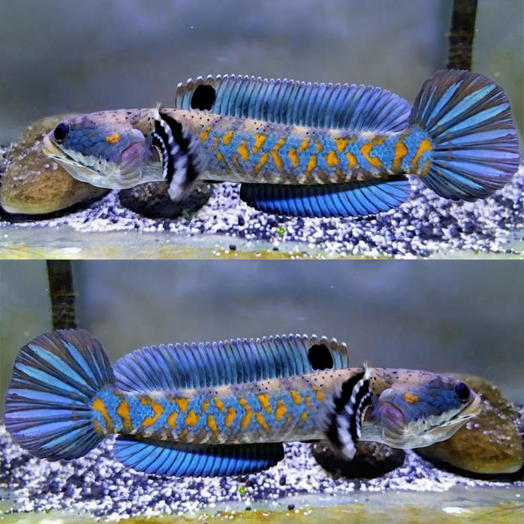 Channa Blue Pulchra 7_8 Cm Terbaik