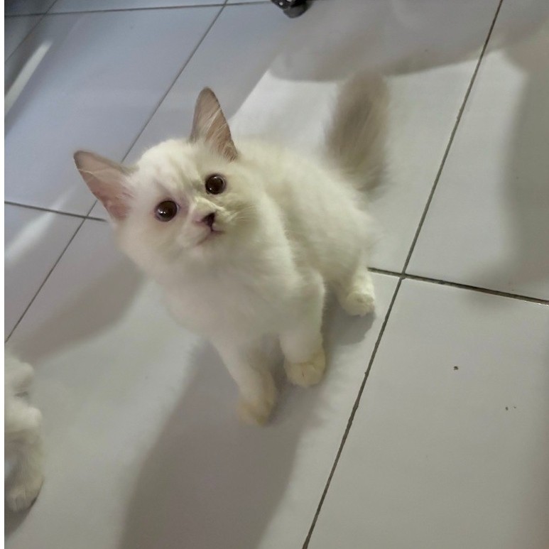 kitten ragdoll jantan