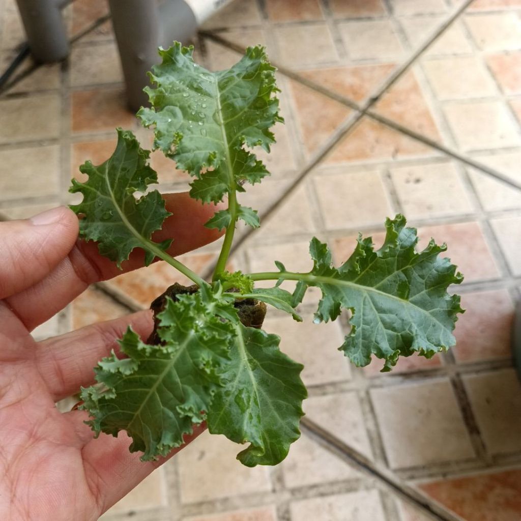 BIBIT KALE