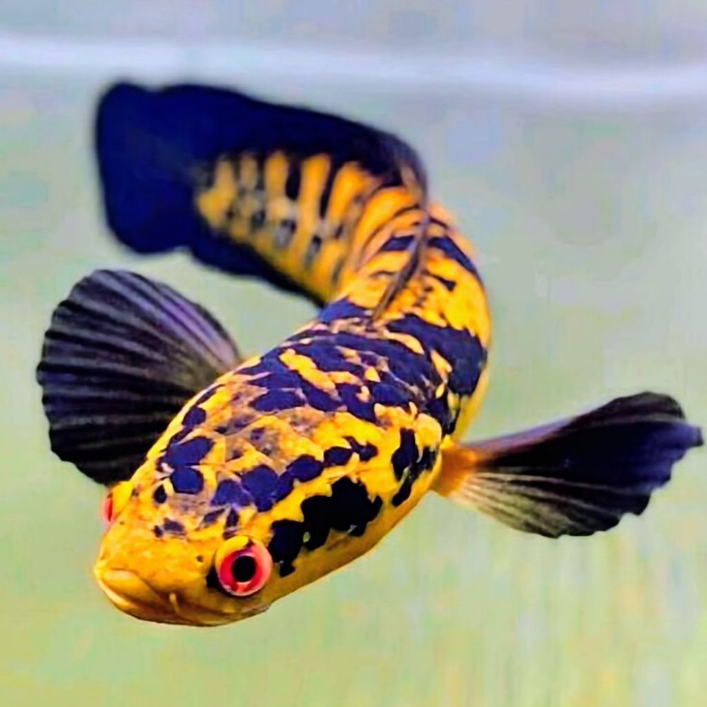 Yellow Sentarum ( Maru Ys ) Maru Batik Channa Maru Ys