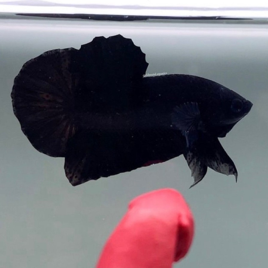 cupang black king hitam pekat paling galak di dunia