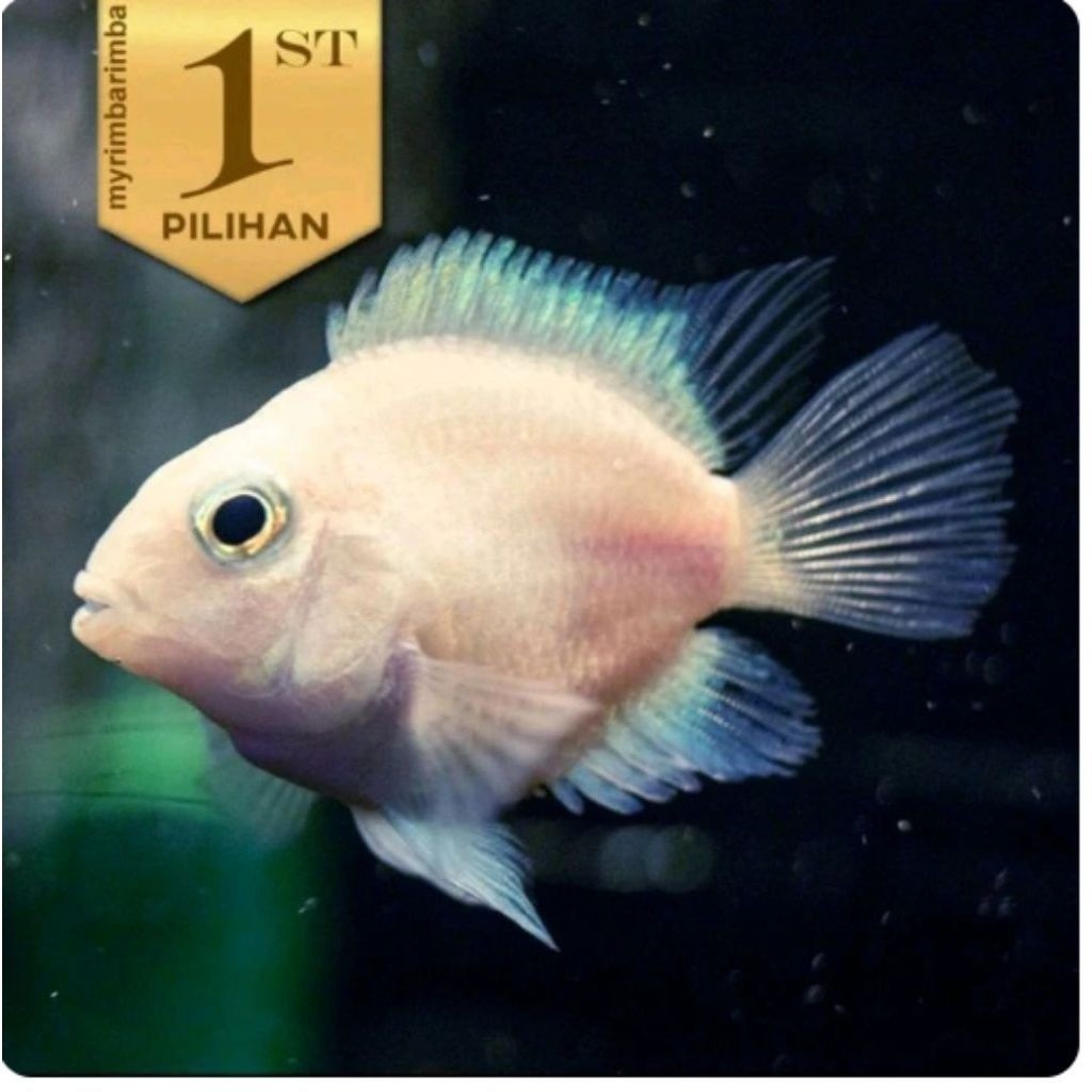 Baby Platinum Polar Ikan Hias Parrot Putih Hiasan Aquarium Aquascape