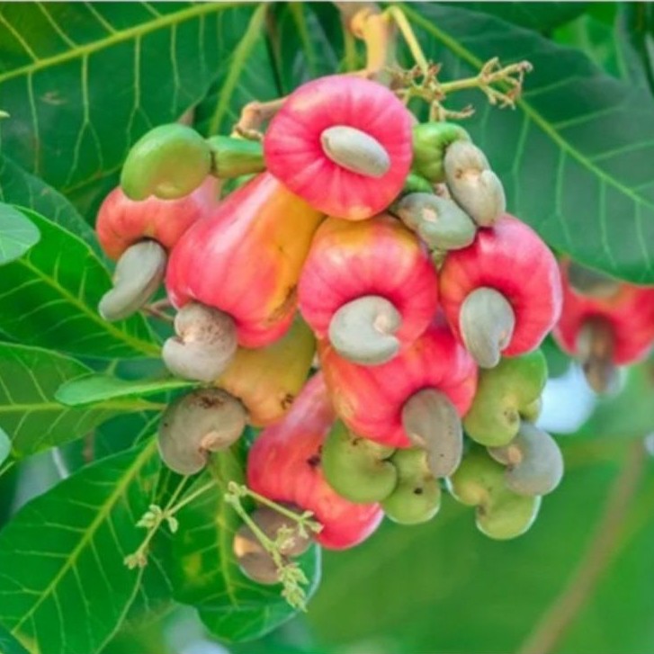 Jambu mete / jambu monyet 1kg fress baru metik