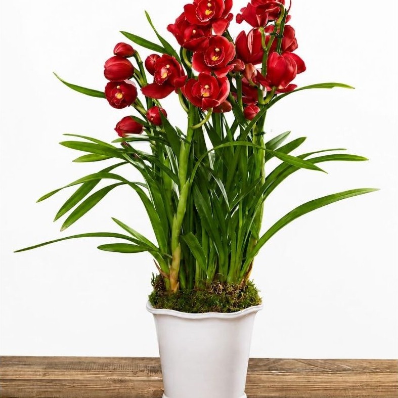 Promoo tanaman hias cymbidium - anggrek cymbidium merah