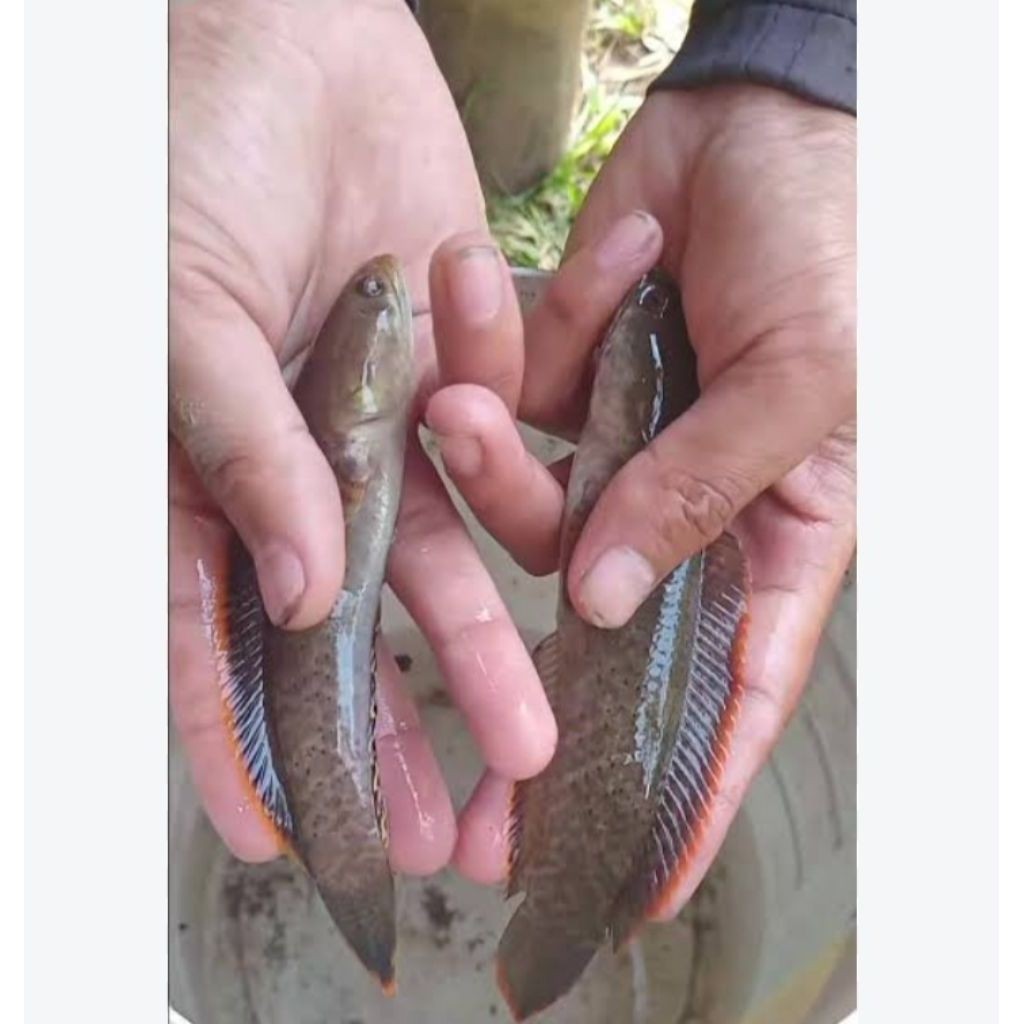 Cana limbata PAIR hasil alam Proven di jamin bertelur