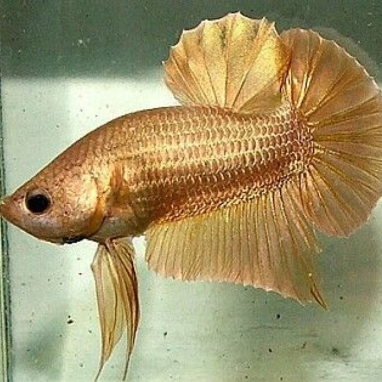 Ikan Cupang Plakat Super gold Jantan Asesoris Hiasan Akuarium