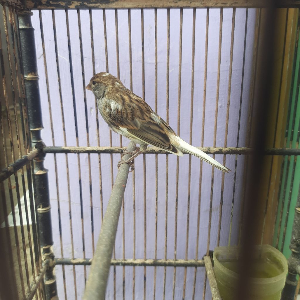 burung kenari paud lokal abu putih jantan
