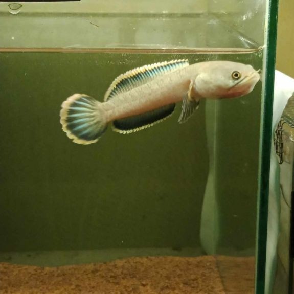 limbata Ukuran 12-20cm