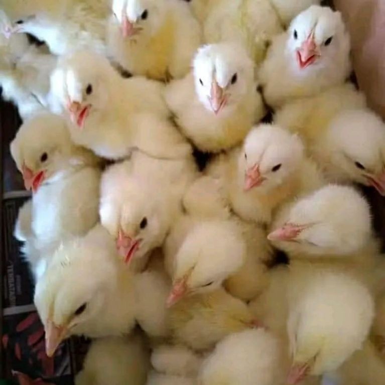 DOC BROILER Dus Polos Lazia