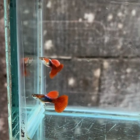 guppy hb red