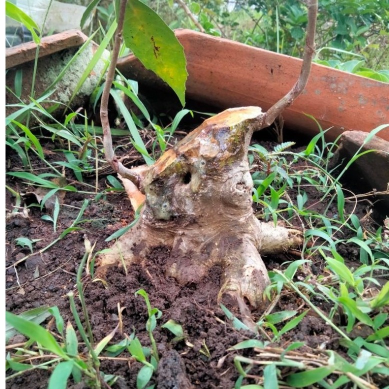 bonsai amplas putih bogel