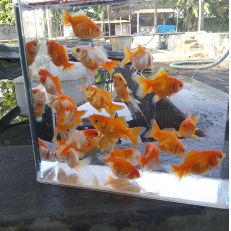 Ikan Hias Koki Oranda RW Minion Untuk Aquarium Aquascape
