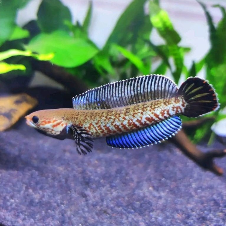 COd Channa Andrao Dwarf Neon Snakehead 4-5cm
