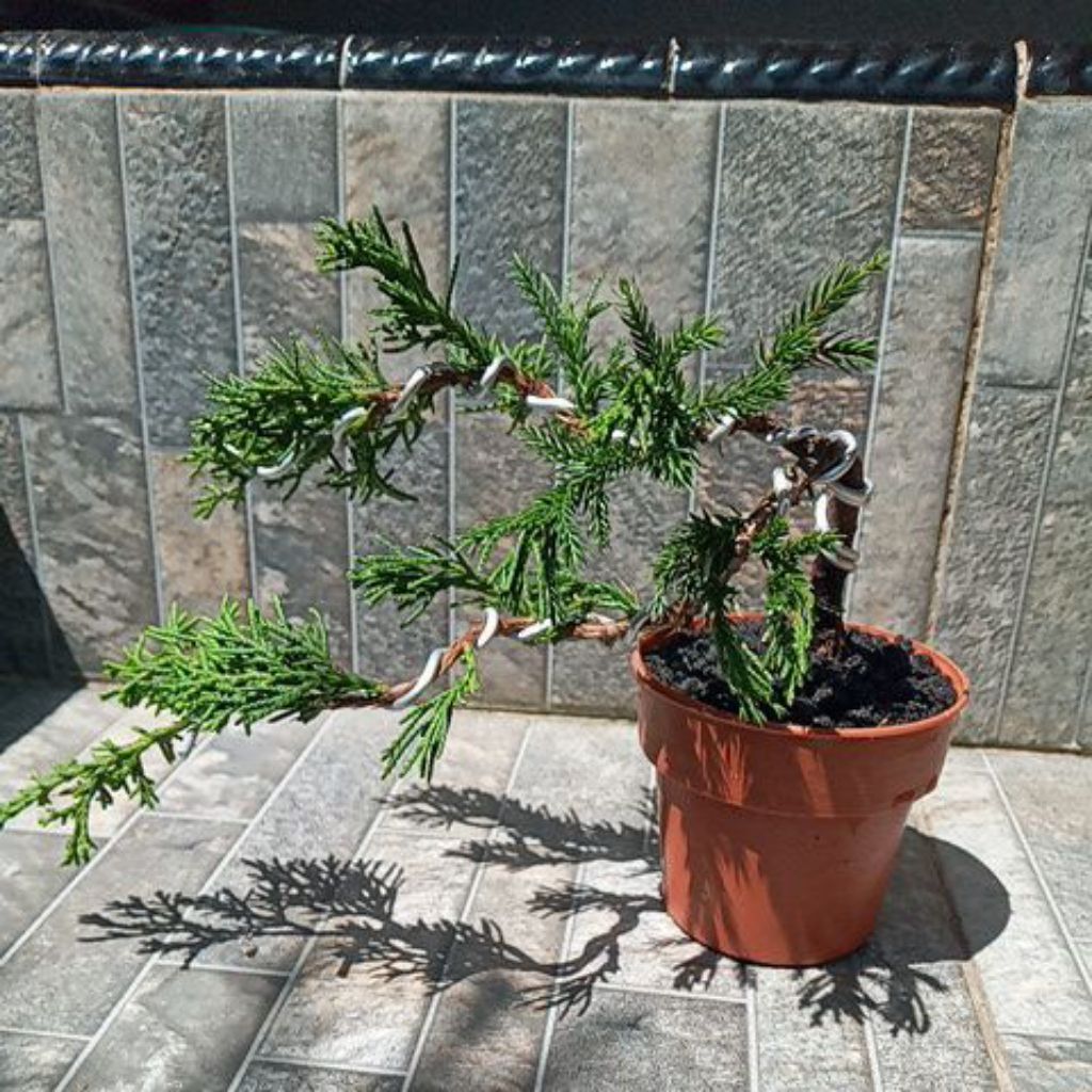 Bonsai Cemara Sinensis