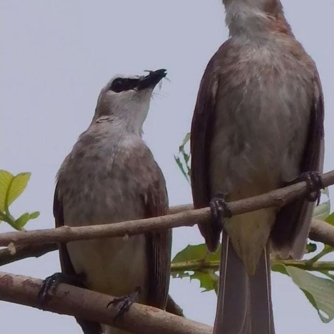 Trucuk jatim( pengiriman khusus pulau jawa)
