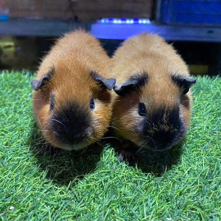 guinea pig teddy/ marmut hias teddy
