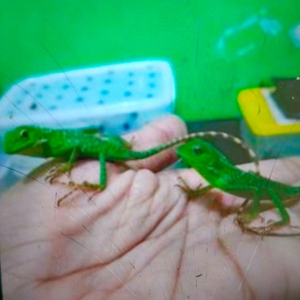 Bunglon Surai