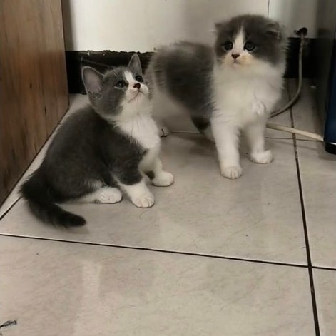 BSH munchkin betina