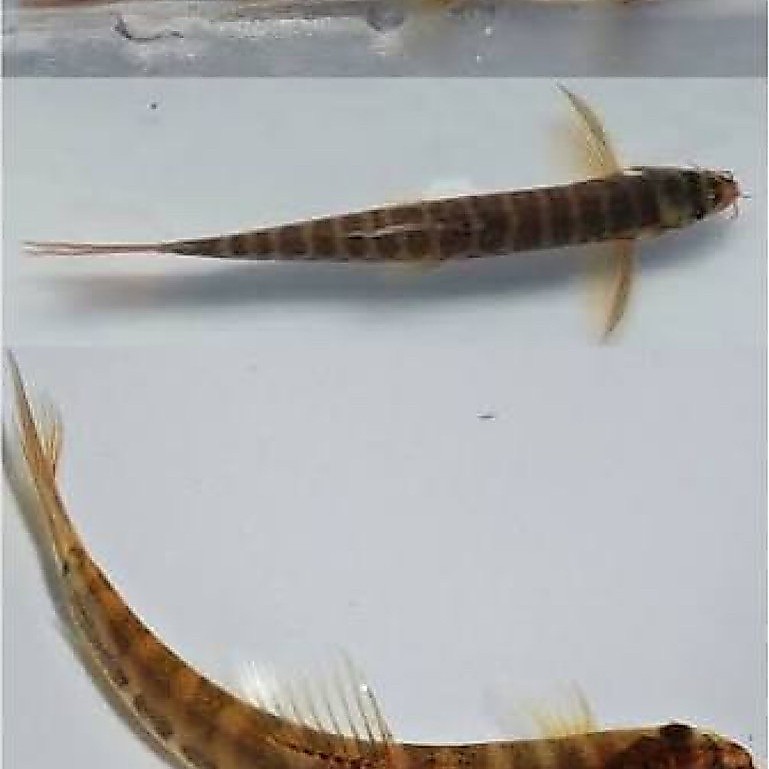 ikan uceng berkualitas lokal sungai