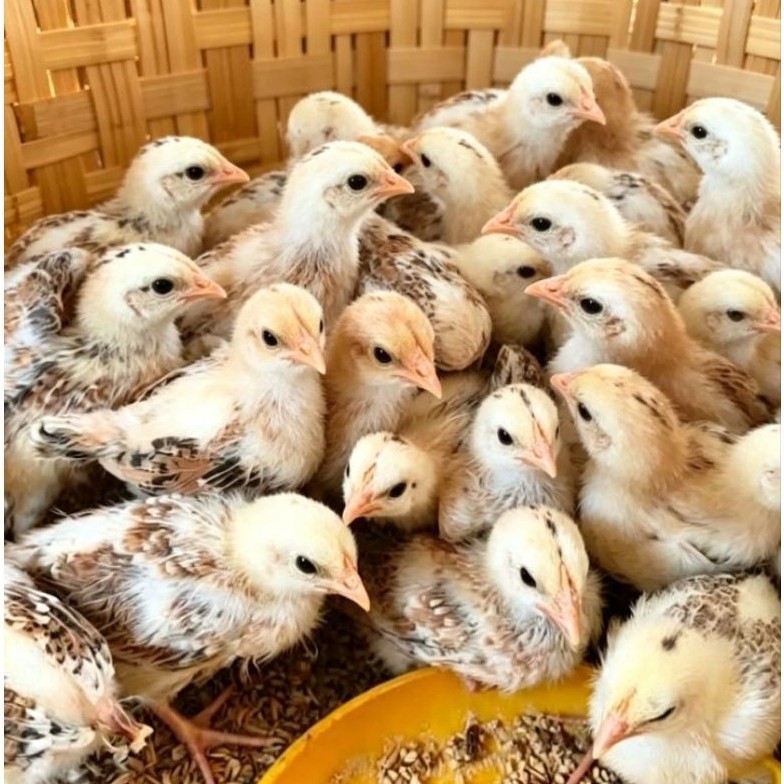BIBIT AYAM PETELUR ELBA UNGGUL USIA 3 MINGGU