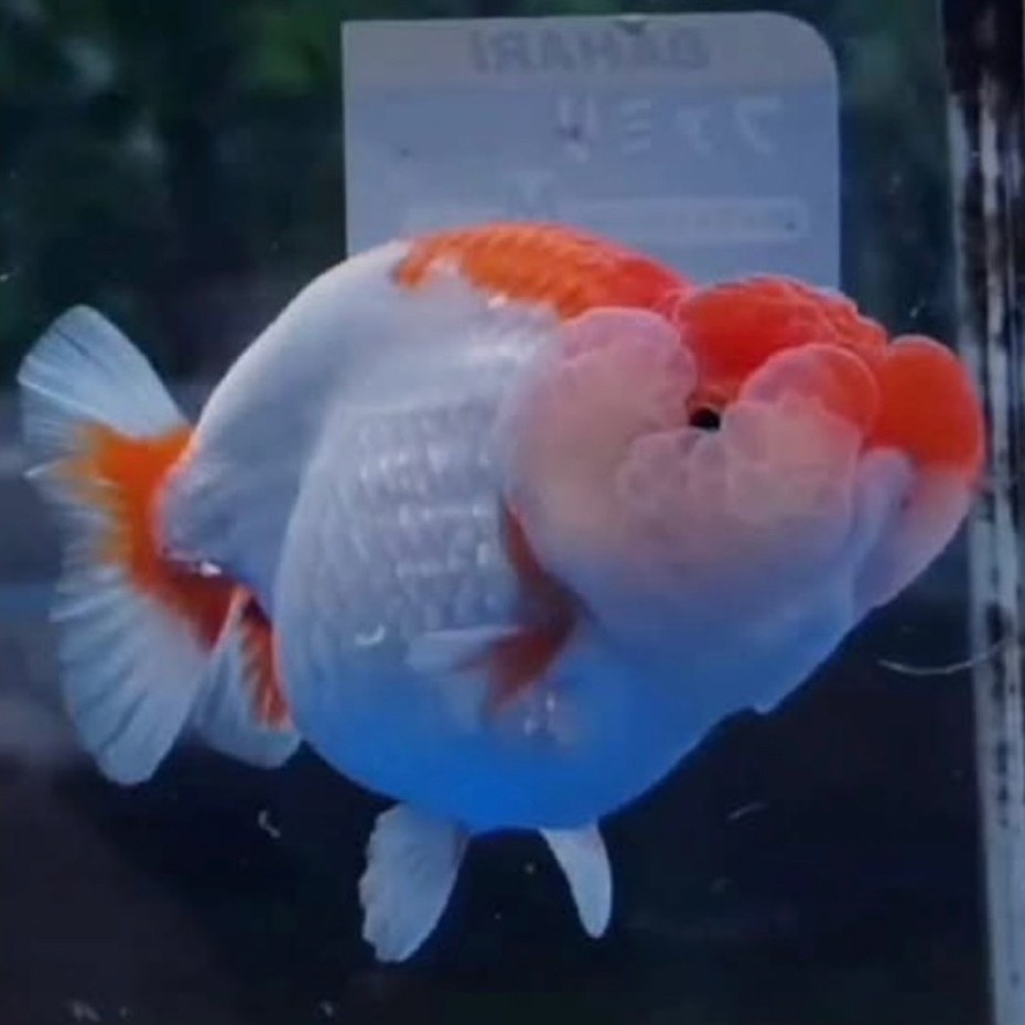 ranchu rw buffalo size indukan 13cm bergaransi