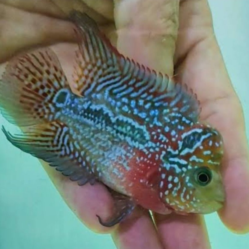 Hiasan Aquascape Ikan Louhan SRD x Cencu Full Mutiara 6-10cm Banyak Warna