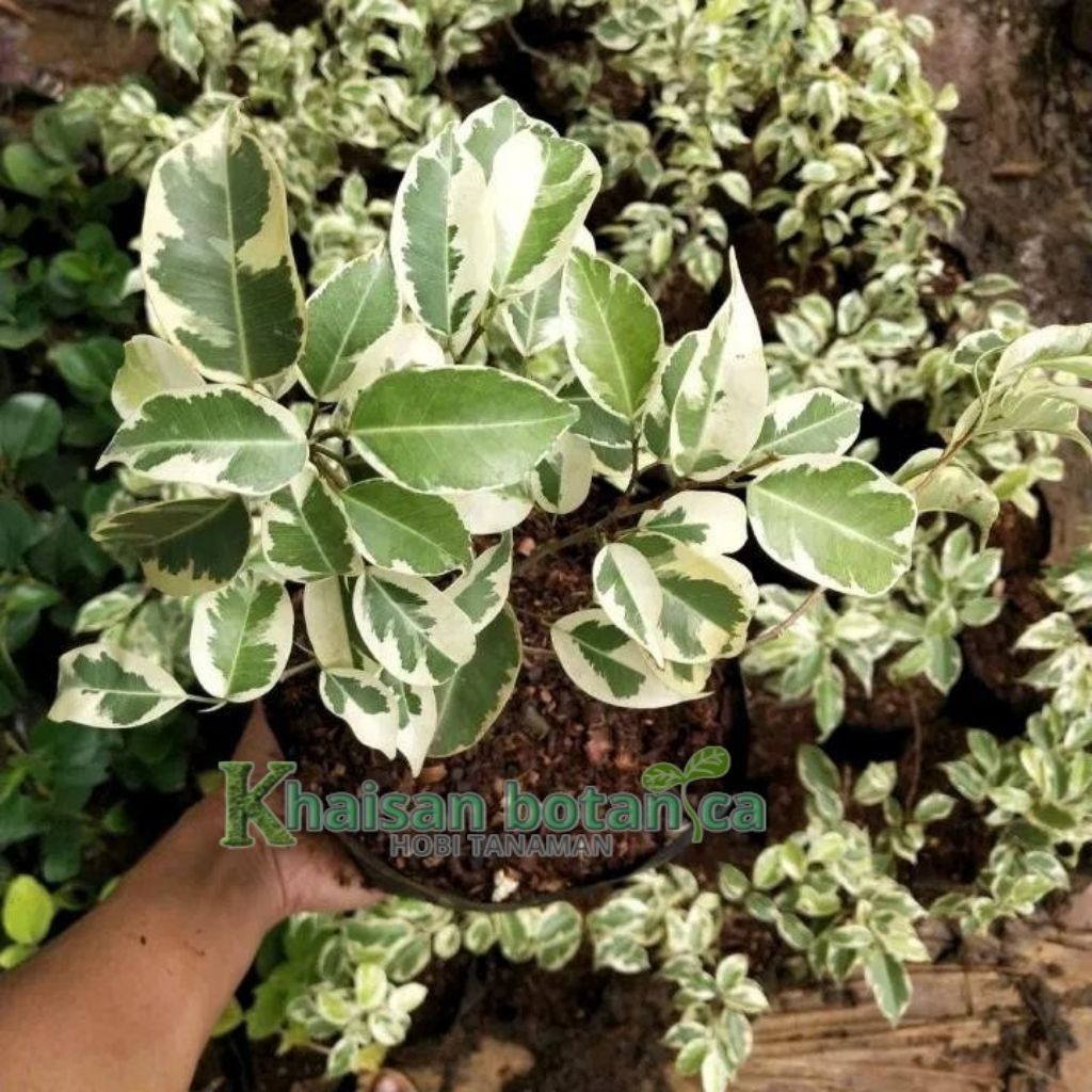 Bibit Tanaman Bonsai Beringin Variegata / Tanaman hias beringin Variegata / Tanaman beringin Hijau D