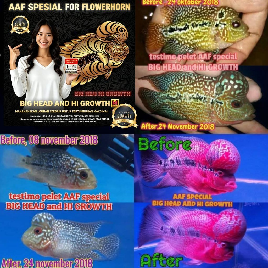 Pelet Louhan AAF Spesial BIG HEAD and HI GROWTH