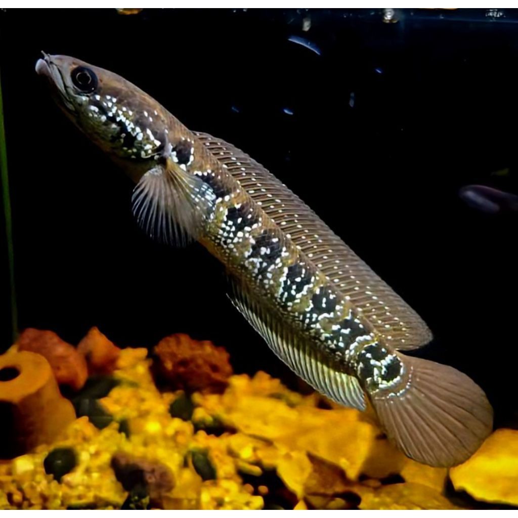 Ikan Channa Asiatica Ws 8 10 Cm Chana White Spot