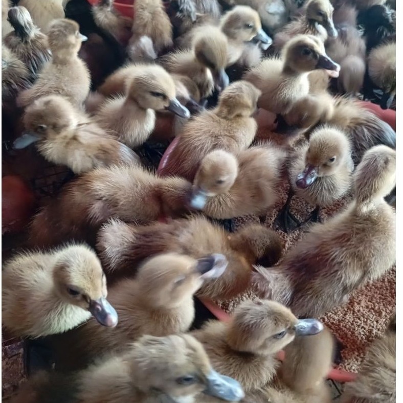 Bebek petelur Betina mojosari Full Vaksinasi