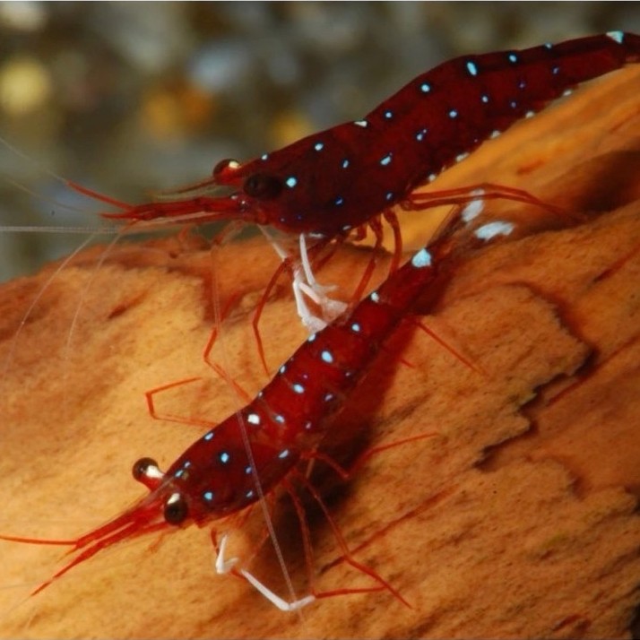 Udang Hias Sulawesi White Spot