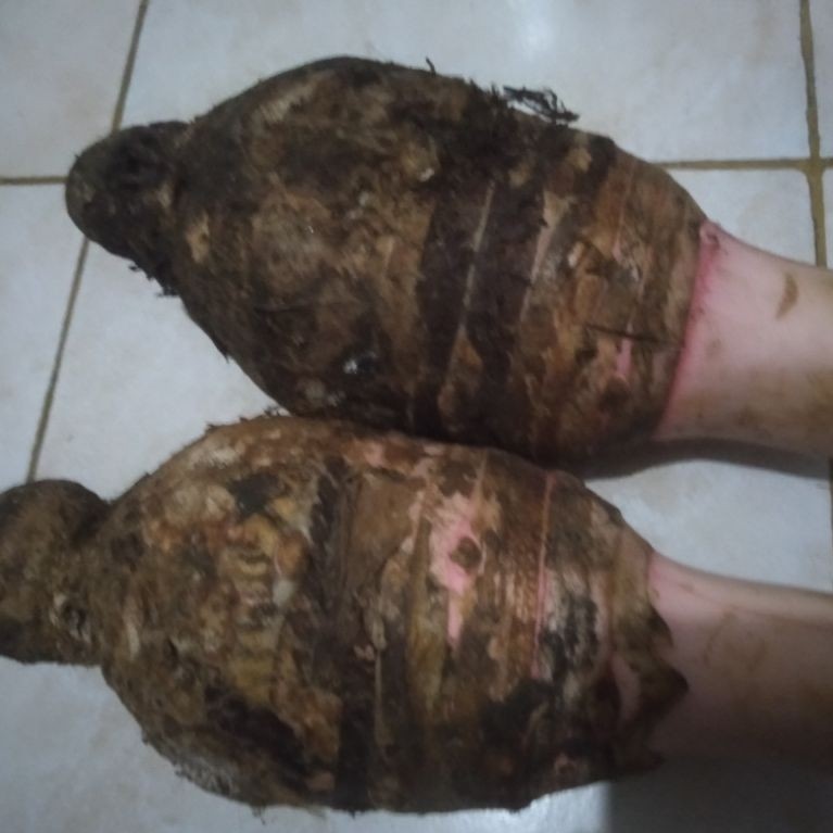 Umbi Bentul Bentoel Bentol Talas segar