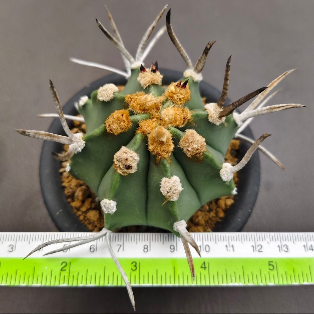 Tanaman Kaktus Astrophytum capricorne cv. Taiho-gyoku Japan