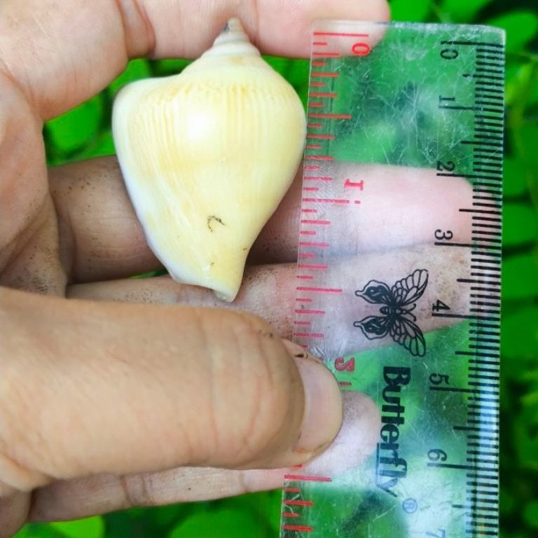Cangkang Siput Gonggong (dog conch)