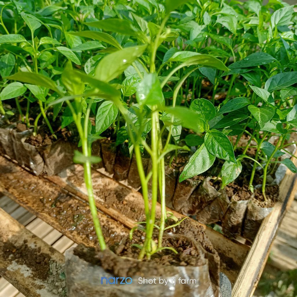 bibit cabe keriting 30 pcs bibit cabe keriting siap tanam