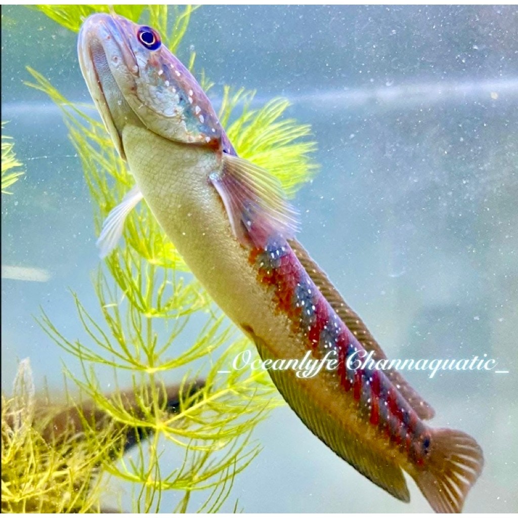 [GARANSI] ASIATICA RS PURE | PATUNG ASIATICA RS | ASIATICA RED STRIPE