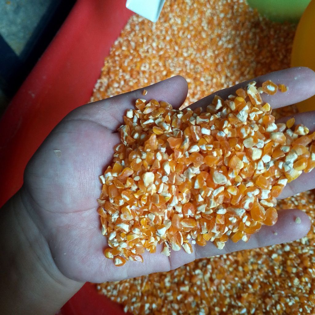 jagung pipil kering