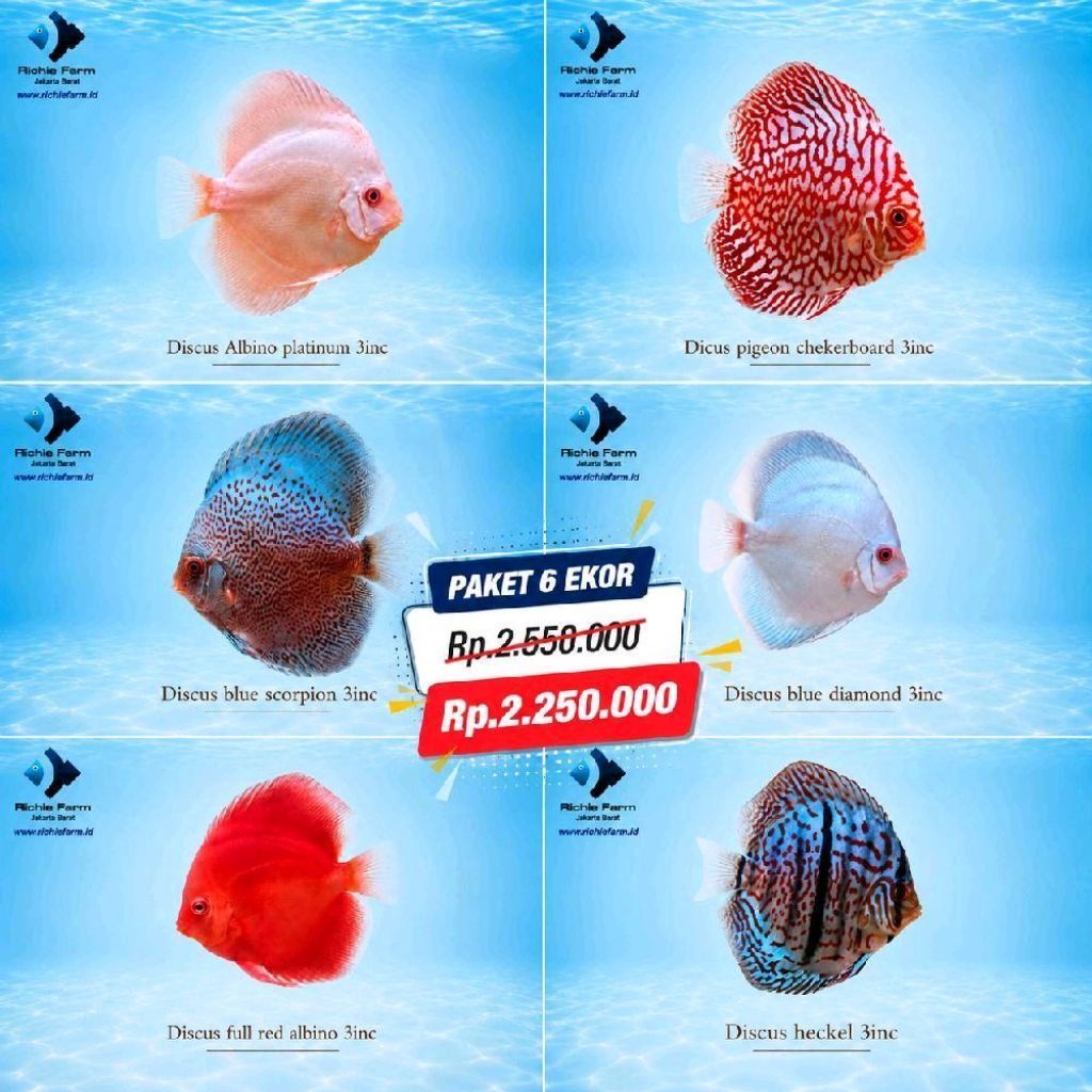 Paket 6 Ekor Ikan Discus 3 Inch (Red Melon, Blue Diamond, Rafflesia, Pigeon, Sun Merah, Leopard)
