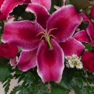 Buck- Bunga Lily Cantik Fresh/ Bunga Potong Cantik