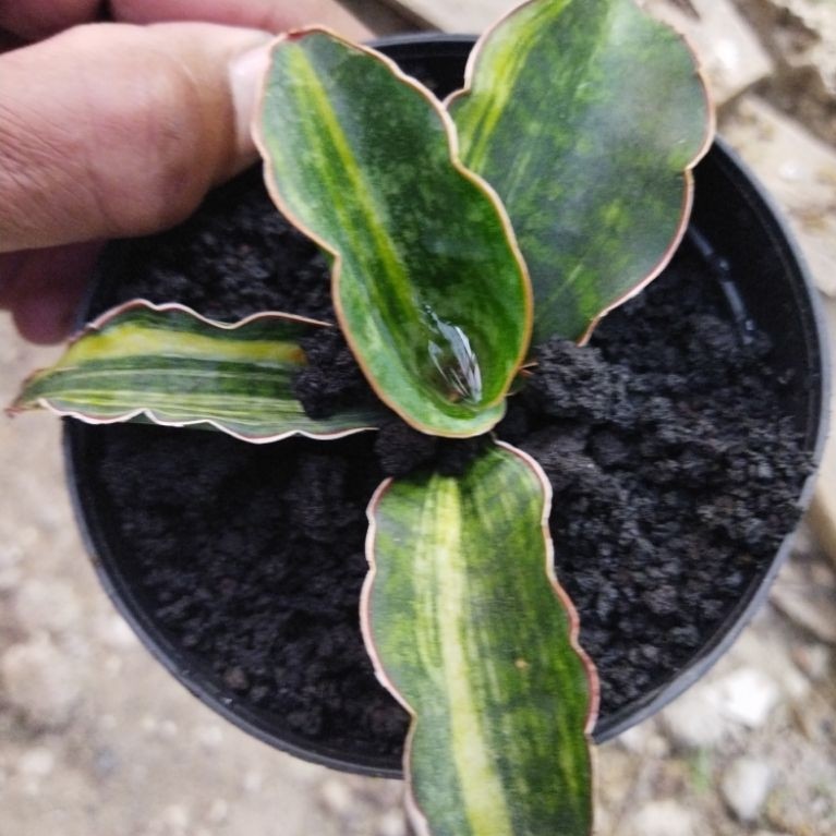 Sansivera horwood variegata