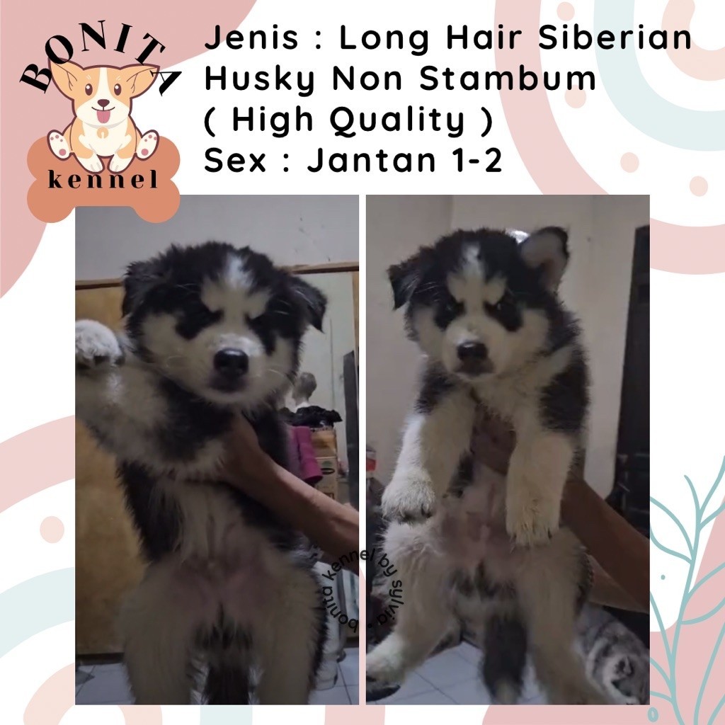Long Hair Siberian Husky Non Stambum Jantan Betina Anak Anjing Husky